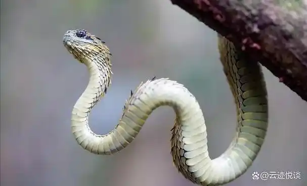 基伍树蝰双眸如渊,杀气凛冽;浑身鳞片锐角冲天,头颈处尤甚,威武霸气.