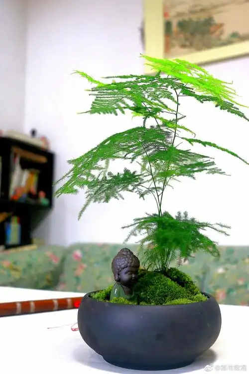 一组文竹盆景,愿给你带来清凉.国庆快乐!