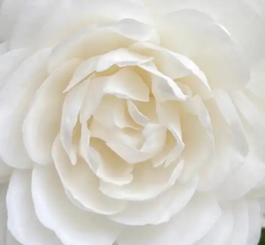 自己养了白色山茶花