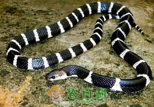 陆地第四大毒蛇银环蛇有什么形态特征