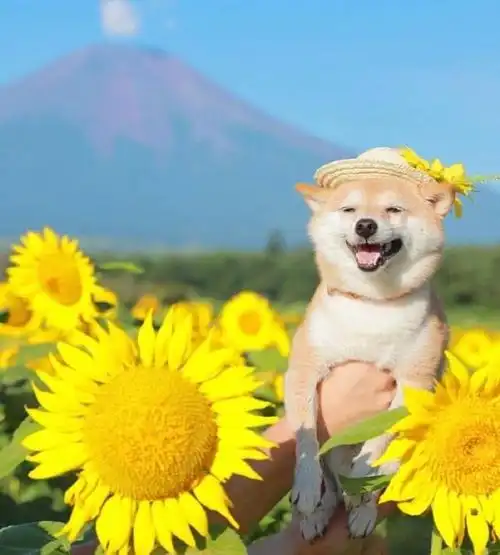 幽默诙谐的说说句子曾经沧海难为水鱼香肉丝配鸡腿