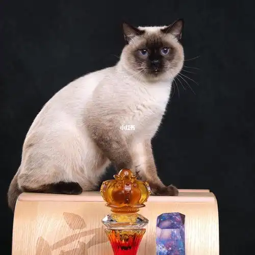 真正的赛级传统暹罗猫