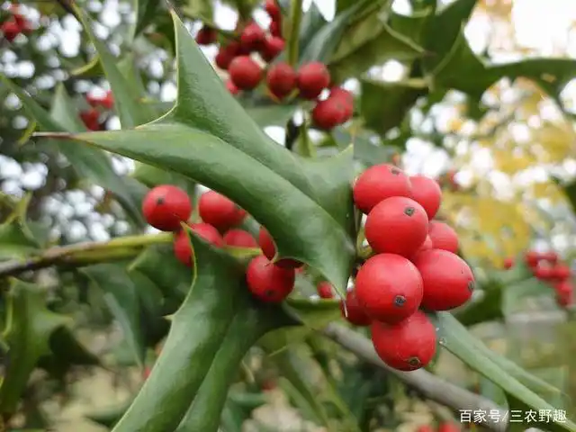 这树满身刺,曾当防盗树种植,但全身是宝,如今城里卖上千元一棵