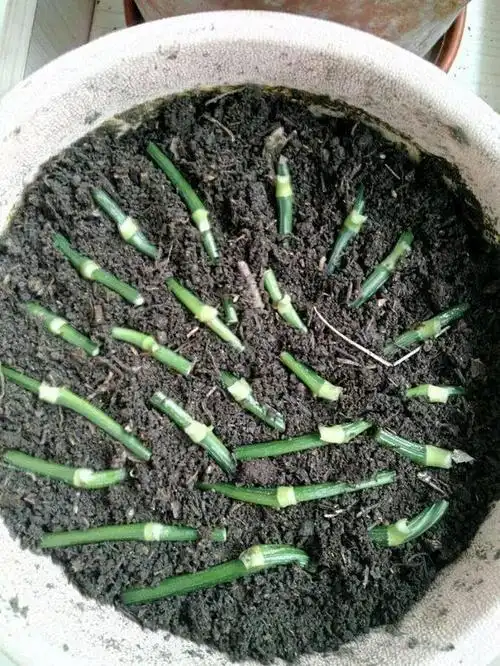 花友用这3种方法扦插绿萝,1天生根,15天就爆盆了