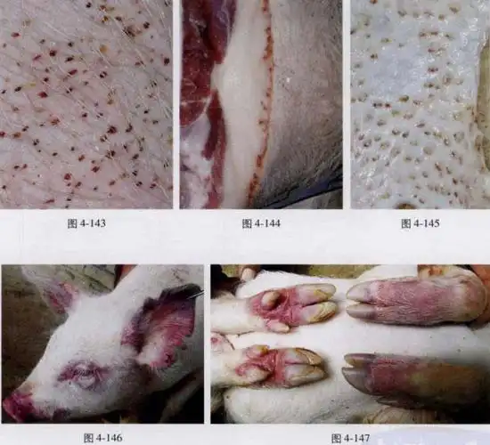 阴囊皮肤刚开始出血时,是密密麻麻的淡血点,远看似淡血斑(图4-148左猪