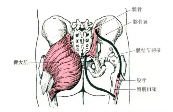 1,臀大肌解剖与功能