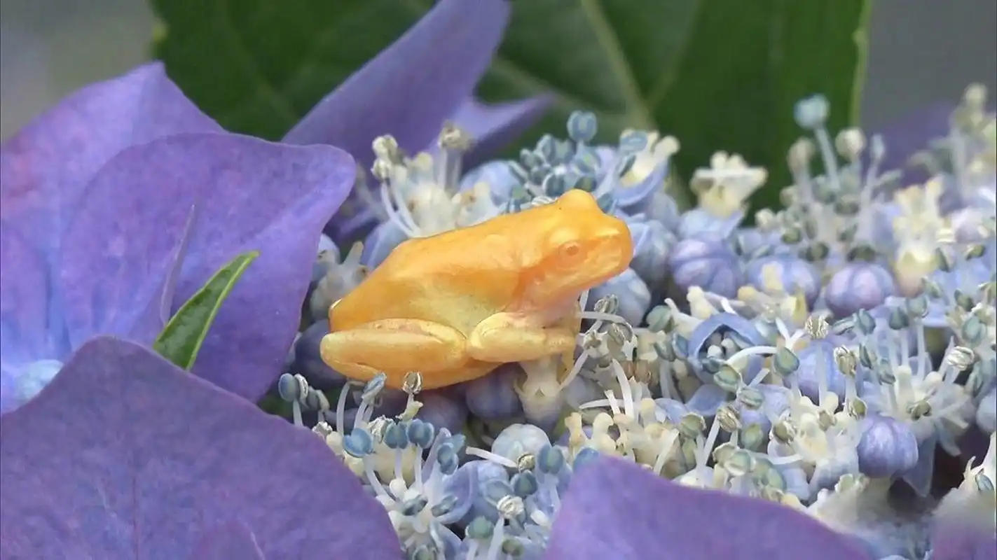 佐渡岛偶然发现的通体金色金钱蛙……求个财运! 05