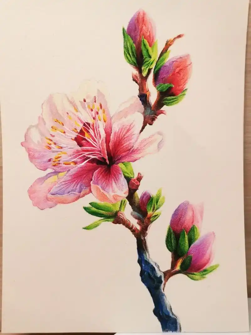 彩铅桃花附带绘画过程和线稿图 春天来啦,太喜欢现在的天气了,不冷不