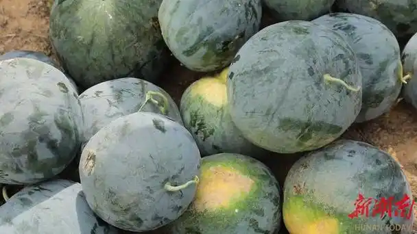 喜籽瓜进入成熟采摘期,家家户户开始忙着收获喜籽瓜,晾晒道州红瓜子
