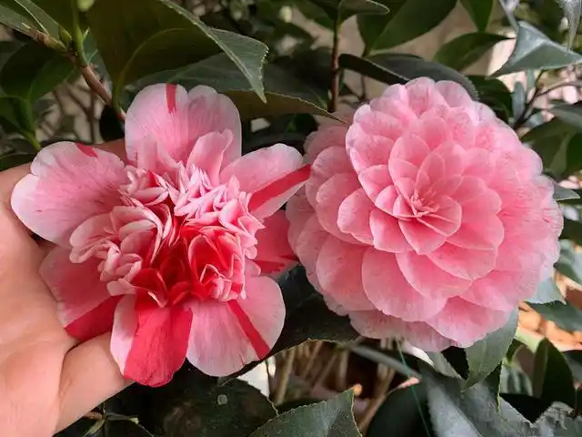 世界名花"五色赤丹",一树多色花,美不输牡丹,你值得拥有