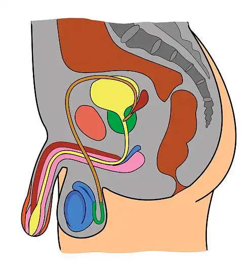 身体部位,男性,生殖器_高清图片_全景视觉
