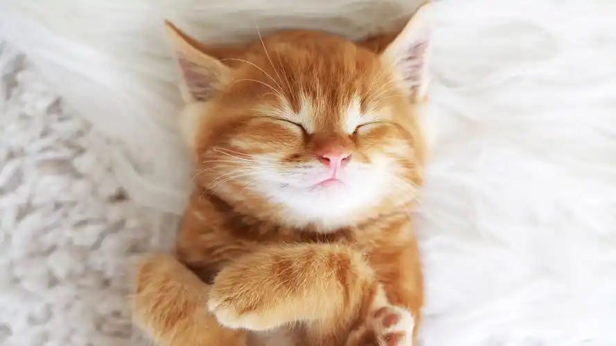 呆萌可爱的小猫咪电脑壁纸