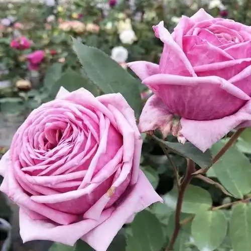 精致优雅的结爱月季