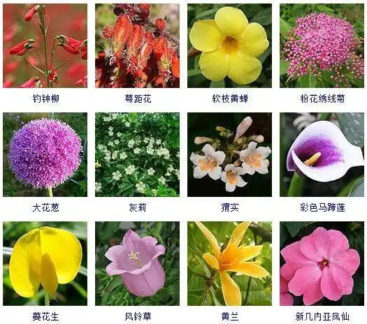 花有哪些种类普通的花有哪些品种