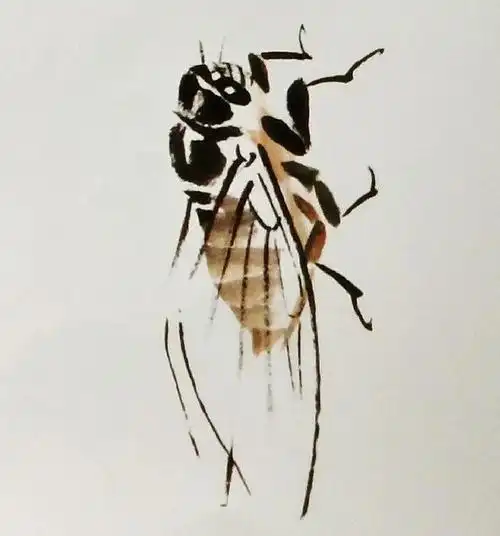 国画花鸟画之蝉的画法,以及各种形态的蝉的画法