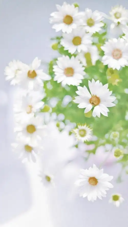 清新淡雅小雏菊微距摄影