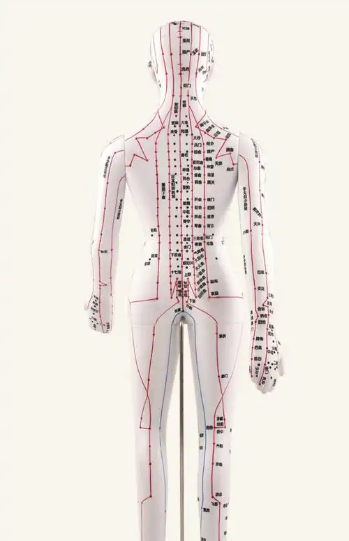 中医针灸人体穴位图经络模型人全身经络可扎针医学十二铜人男女pc 铜