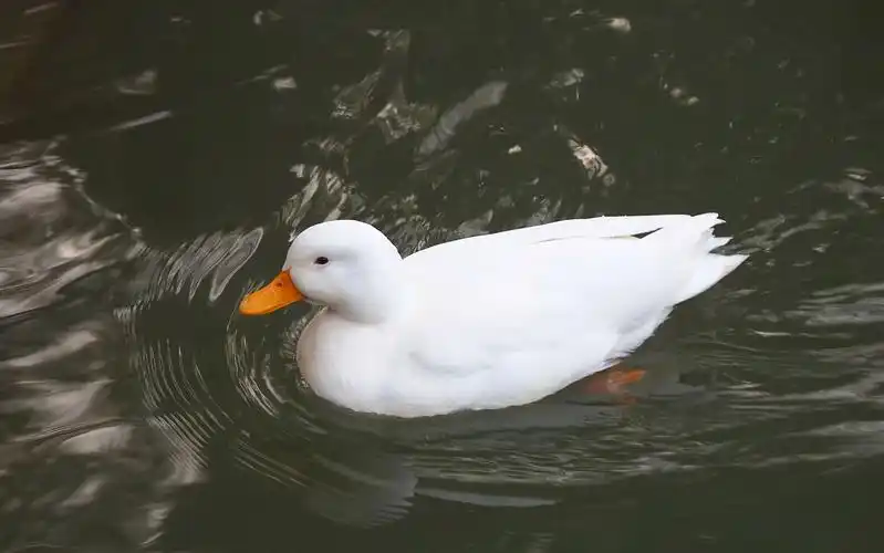 栖霞山明镜湖里养的柯尔鸭
