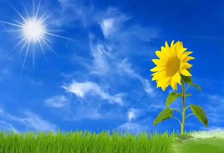 心如向日葵,充满希望和正能量,经常面向希望和阳光,因为方向就是前行