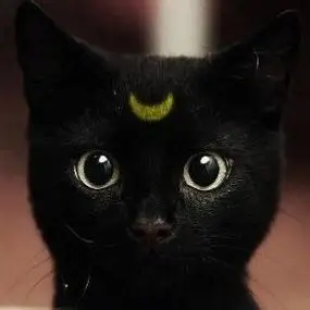 霸气猫咪头像图片大全