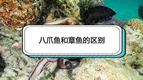 八爪鱼和章鱼的区别