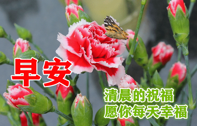 早晨好幸福暖心的问候图片祝福语|快乐|早安|清晨|无忧|喜剧片|波士