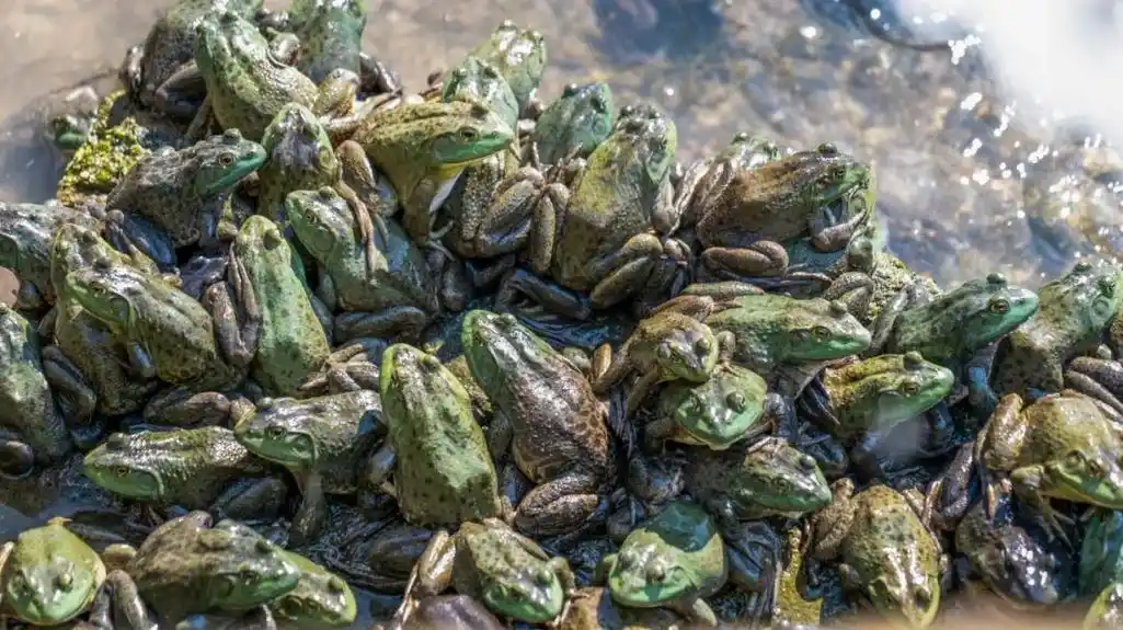 如何处理牛蛙养殖产生的废水呢?