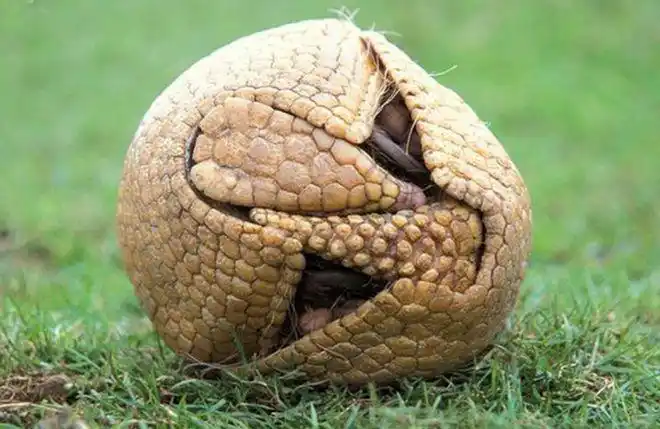 犰狳,动物界的"铁浮屠",也是已知能和人类共患麻风病的生物|穿山甲|雕