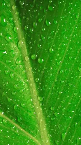 『yl』 绿色 植物 护眼 鲜花 高清 壁纸 〔自己找的,或有相同