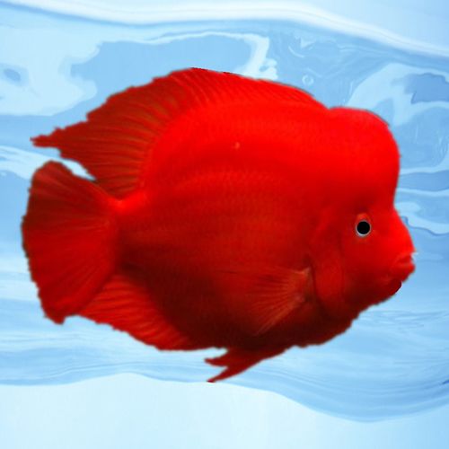 热带观赏鱼起头红鹦鹉招财鱼红财神发财鱼银龙鱼元宝鹦鹉鱼苗活体