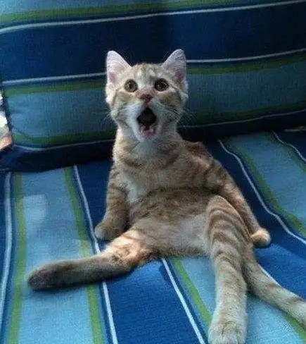 你见过猫咪被吓到时搞笑的表情吗?