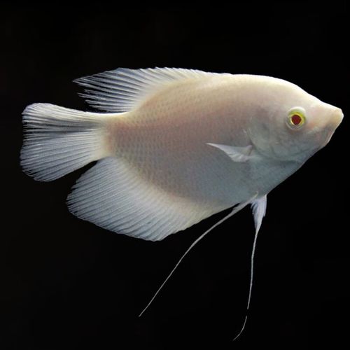 活体红尾战船中大型热带观赏鱼发财鱼财神易活鱼苗 红眼招财14-16cm