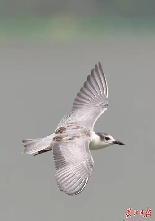 赏湖景观飞鸟图集