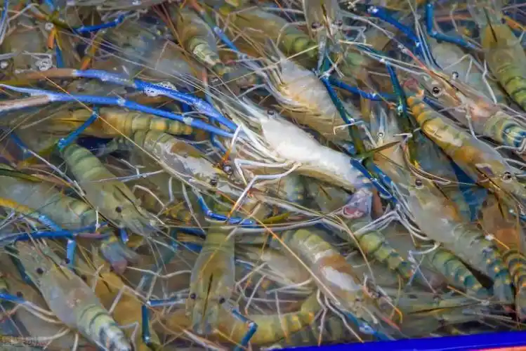 广州"印度河虾"泛滥成灾,莫非有人恶意投放?究竟能吃吗?