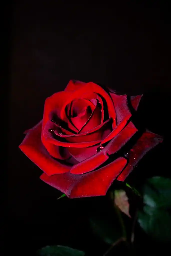 红玫瑰,一朵红玫瑰