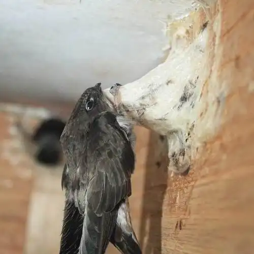 燕窝 金丝燕盏 燕窝官燕 5克 原生态燕窝【8周年感