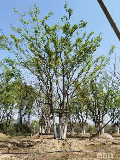 丛生朴树价格(丛生朴树价格 高09米)