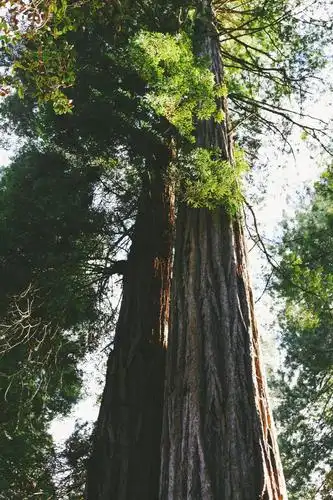 棕色,木制,树,树干,绿色,叶,树木,高清图片-回车素材