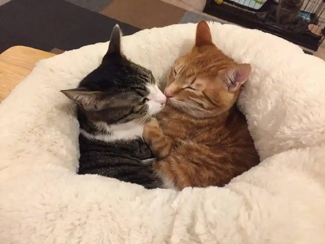 万物皆可云#【云吸猫】猫咪抱在一起睡觉,画面好疗愈啊.