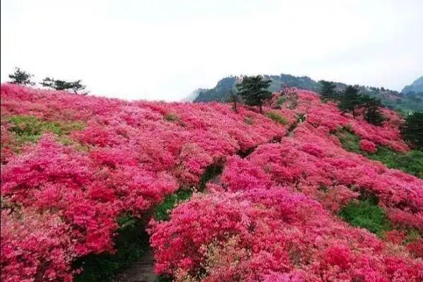 人间四月天,麻城看杜鹃