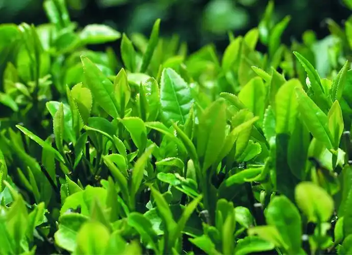 茶叶图片_中华康网