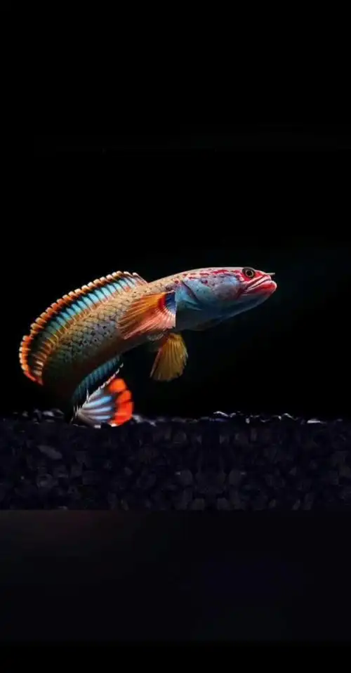 雷龙二月渔血一型梦幻血斑冰火小型凶猛活体鱼