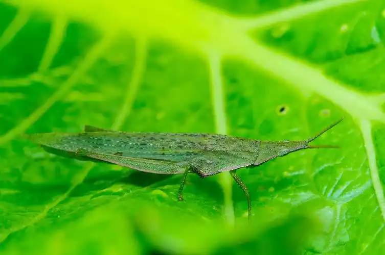 中华负蝗又名蚱蜢