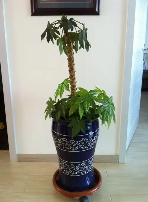 我家的八角金盘树以后该怎么养?