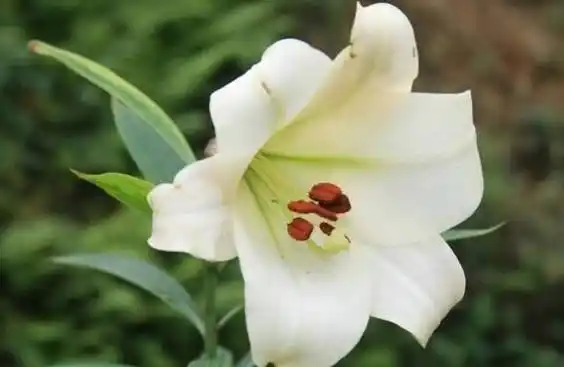 百合花有毒吗 百合花放室内有毒吗(猫误食花粉会致命)[图片]