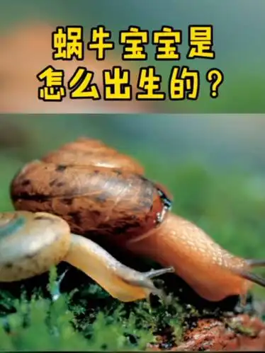 蜗牛宝宝是怎么出生的? (剪辑 谢博)
