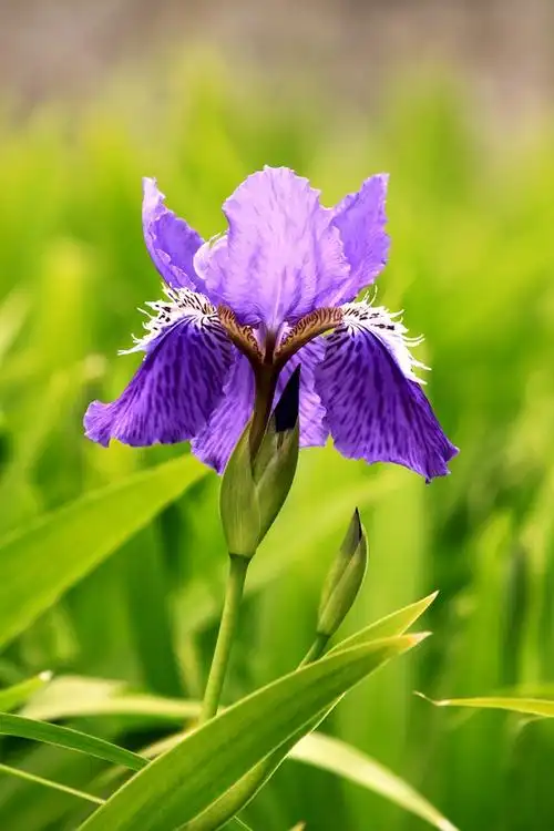 【春天的花儿!!!!】-动物植物论坛-zol中关村在线