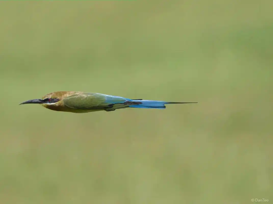 长焦抓拍鸟类飞行动作是最精彩的 #奥之心 #专业抓拍 #奥林 - 抖音