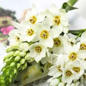 雀梅圣心百合天鹅绒鲜花云南基地直发室内办公室插花水养鲜切花