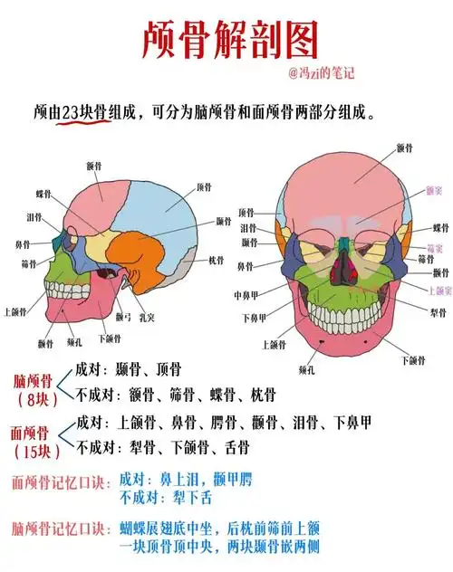 颅骨解剖图记忆口诀 ✅颅骨共23块 脑颅骨:8块,构成颅腔; 面颅骨:15